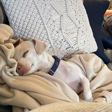 sleeping little dog in cherry collar