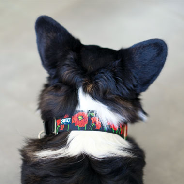 wide dog collar with red poppies, photo by lovedogandco.com