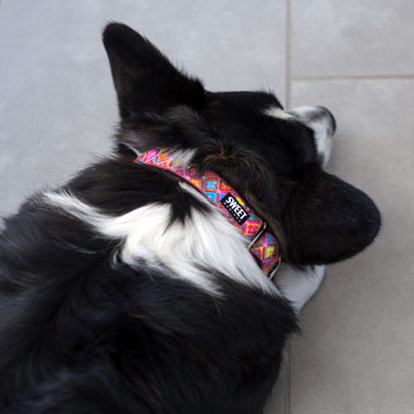 Kaffe Fasset designer pink ribbon dog collar, photo by lovedogandco.com