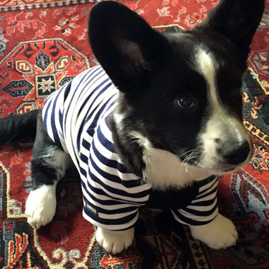 Puppy Gwenn in Breton tee