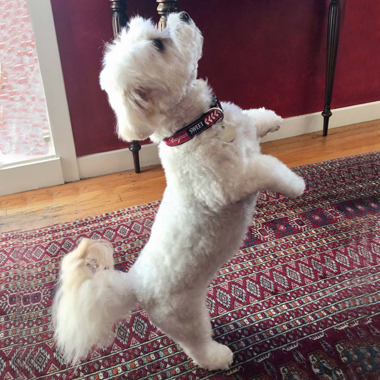 Bonjour collar on little white dog