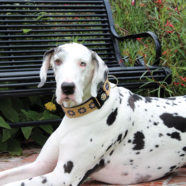 Piper in her 2-inch wide collar