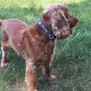 Cocker Spaniel in marine flags collar